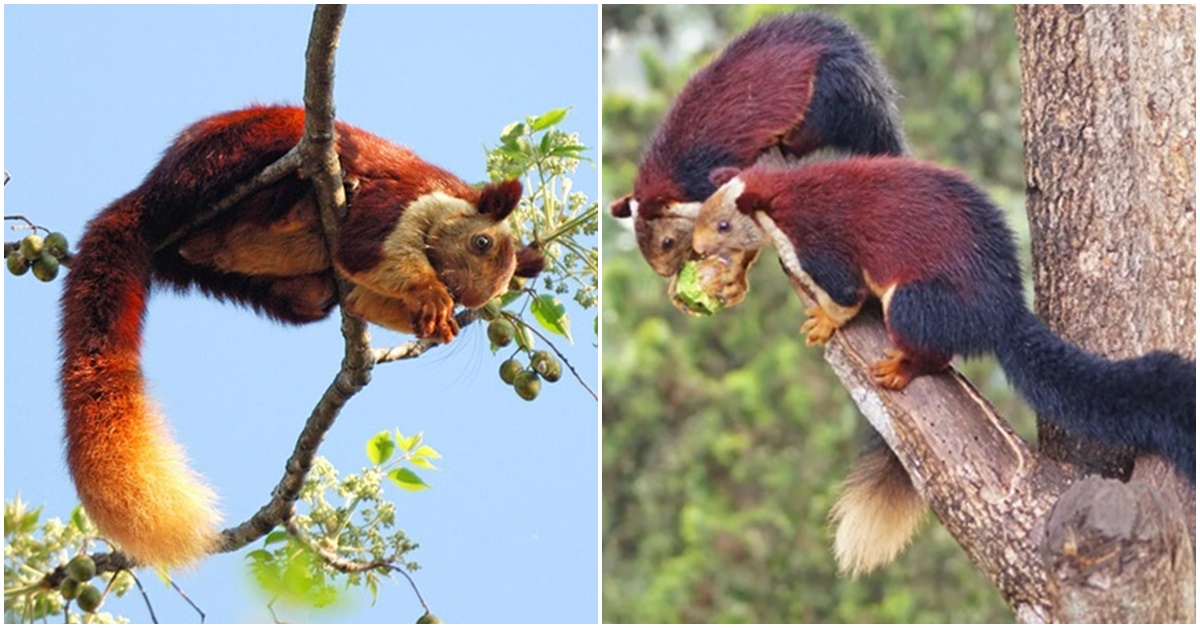 Cận cảnh lo&agrave;i s&oacute;c lớn nhất thế giới, c&oacute; biệt danh s&oacute;c &lsquo;cầu vồng&rsquo; được Kỷ lục Guinness ghi nhận