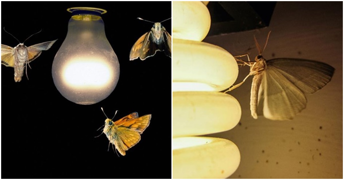 Tại sao bướm đêm và côn trùng bị thu hút bởi ánh sáng?
