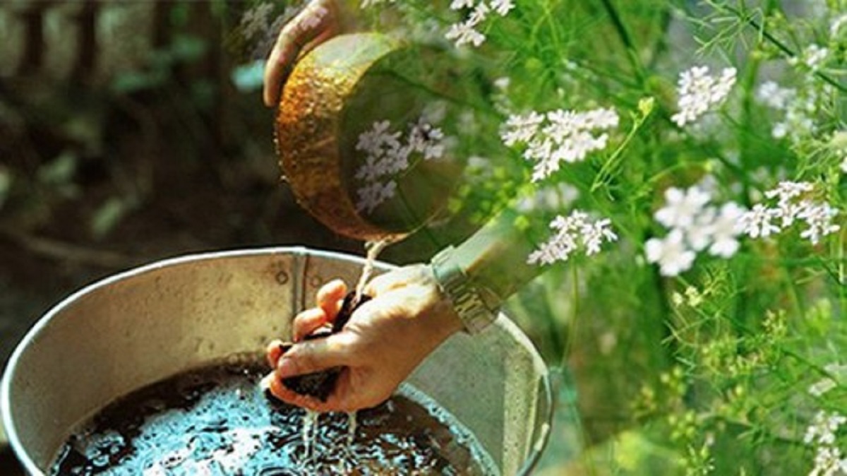 Ý nghĩa tục lệ rửa mặt bằng nước rau mùi già vào dịp Tết Nguyên Đán của người Việt Nam 