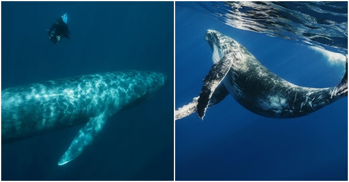 Phát hiện gây \'sốc\': Cá voi xanh khổng lồ đã giao phối với cá voi vây, tạo ra con lai bất thường