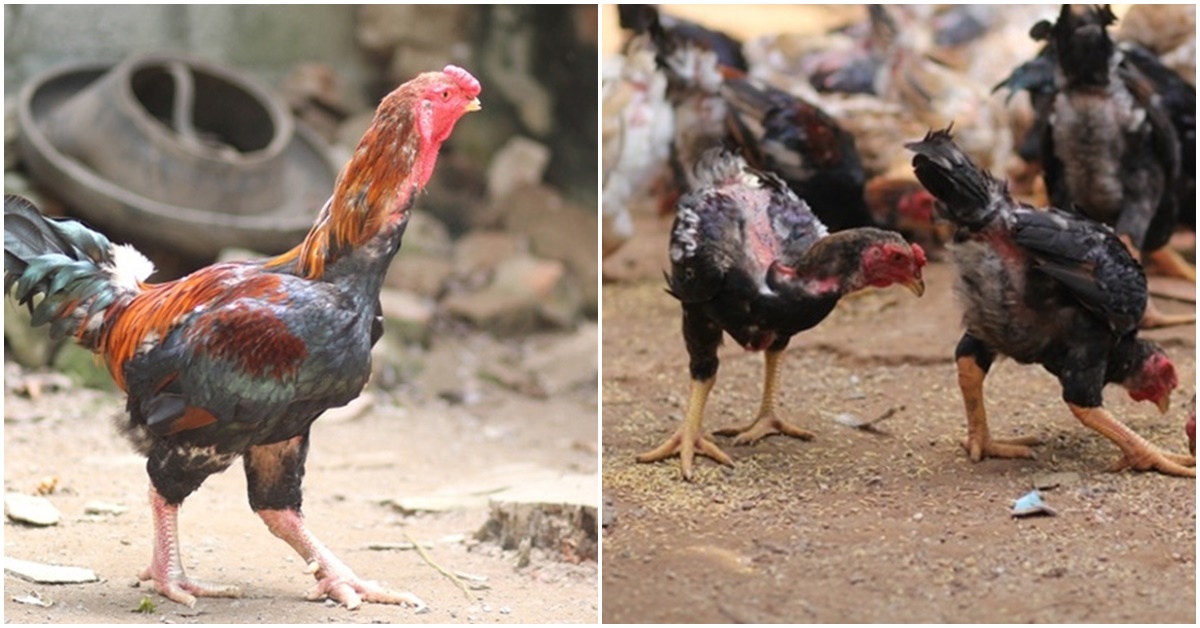 Giống gà là đặc sản quý hiếm của Việt Nam, được ghi tên trong Sách đỏ, nhiều người săn lùng dịp Tết