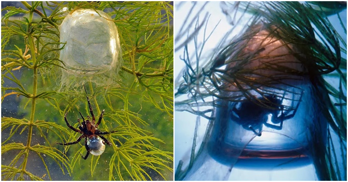 Loài nhện thủy sinh duy nhất tạo ra mạng nhện dưới nước, có cách giao phối kì lạ, ăn thịt cả đồng loại