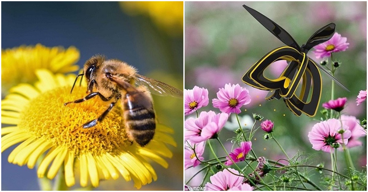 Làm thế nào côn trùng biết hoa nào có phấn, hoa nào không?