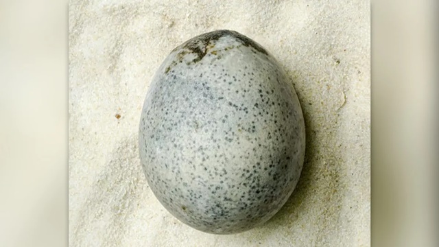 Phát hiện quả trứng 1.700 năm tuổi vẫn còn nguyên vẹn lòng đỏ và lòng trắng