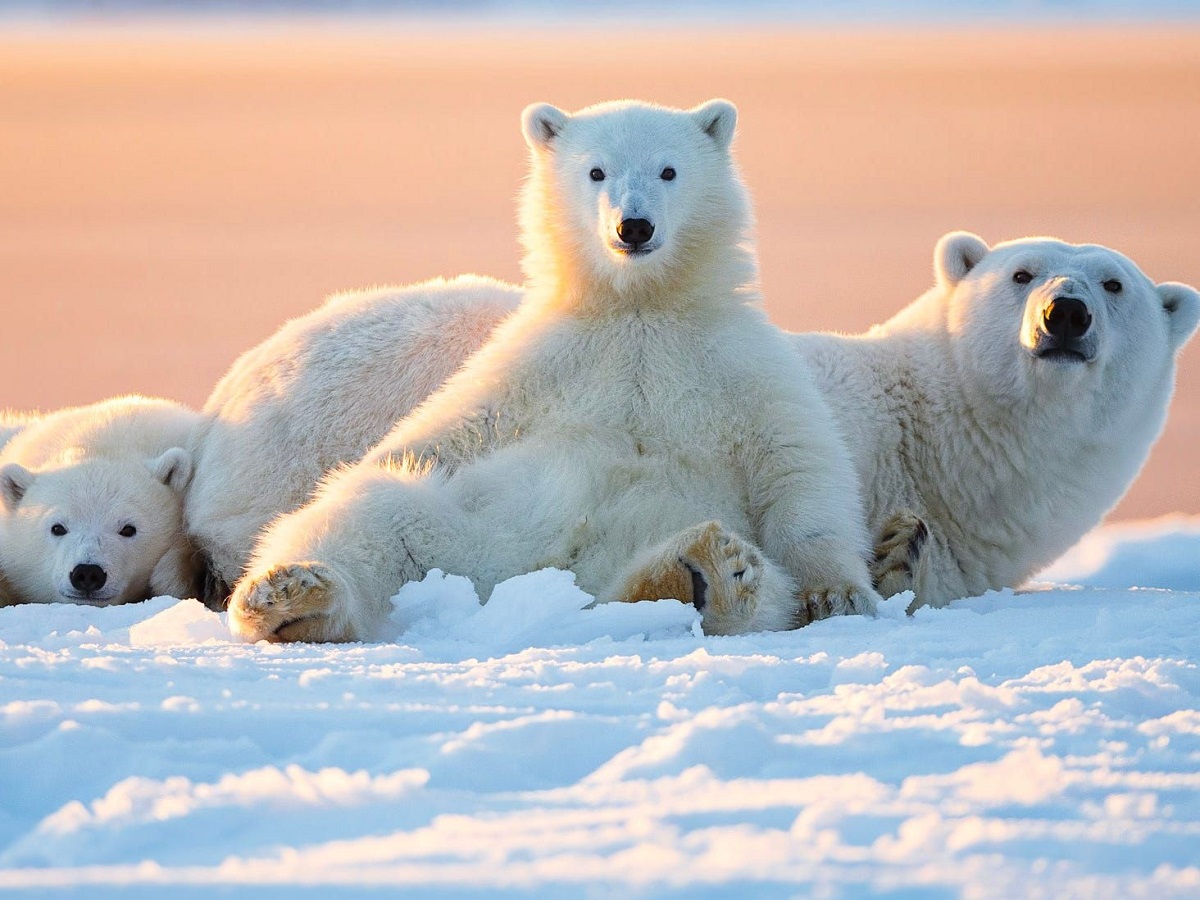 Gấu Bắc Cực có khả năng thích nghi kém khi phải sống trong một mùa hè kéo dài