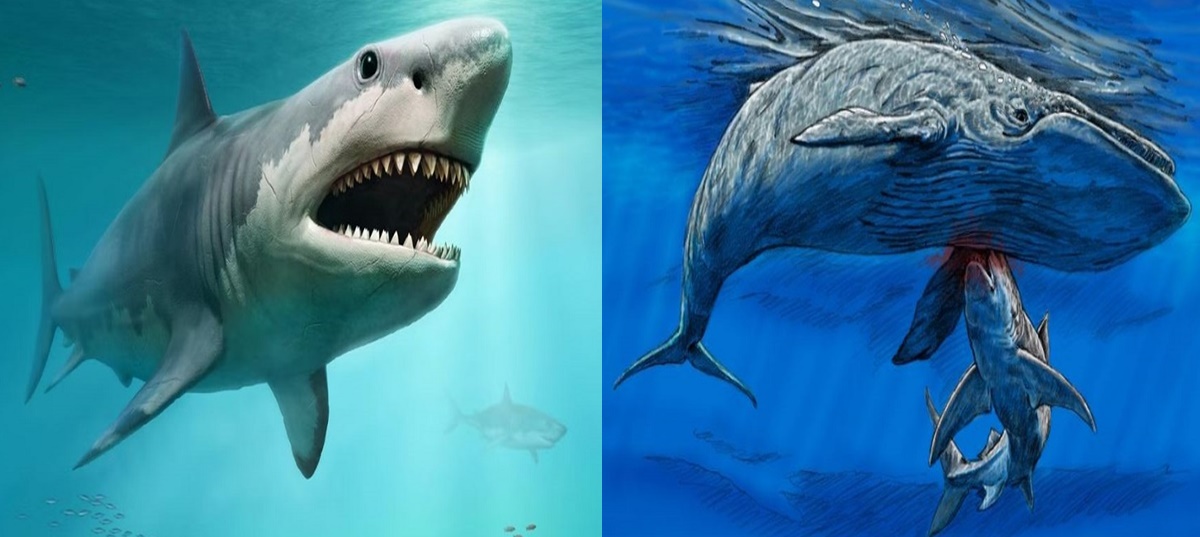 Hai loài cá mập cổ đại mới được phát hiện trong hệ thống hang động dài nhất thế giới