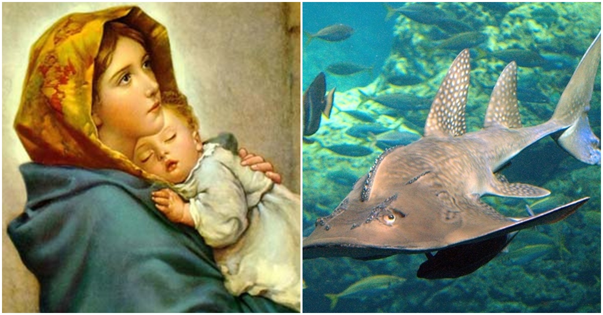 Sinh con đồng trinh là gì? Tại sao cá đuối có thể sinh con mà không cần giao phối?