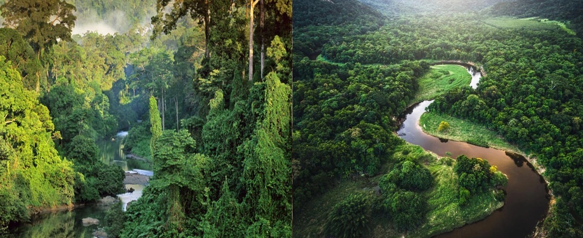 Rừng nhiệt đới Amazon có thể phải đối mặt với “sự sụp đổ quy mô lớn” ngay sau năm 2050