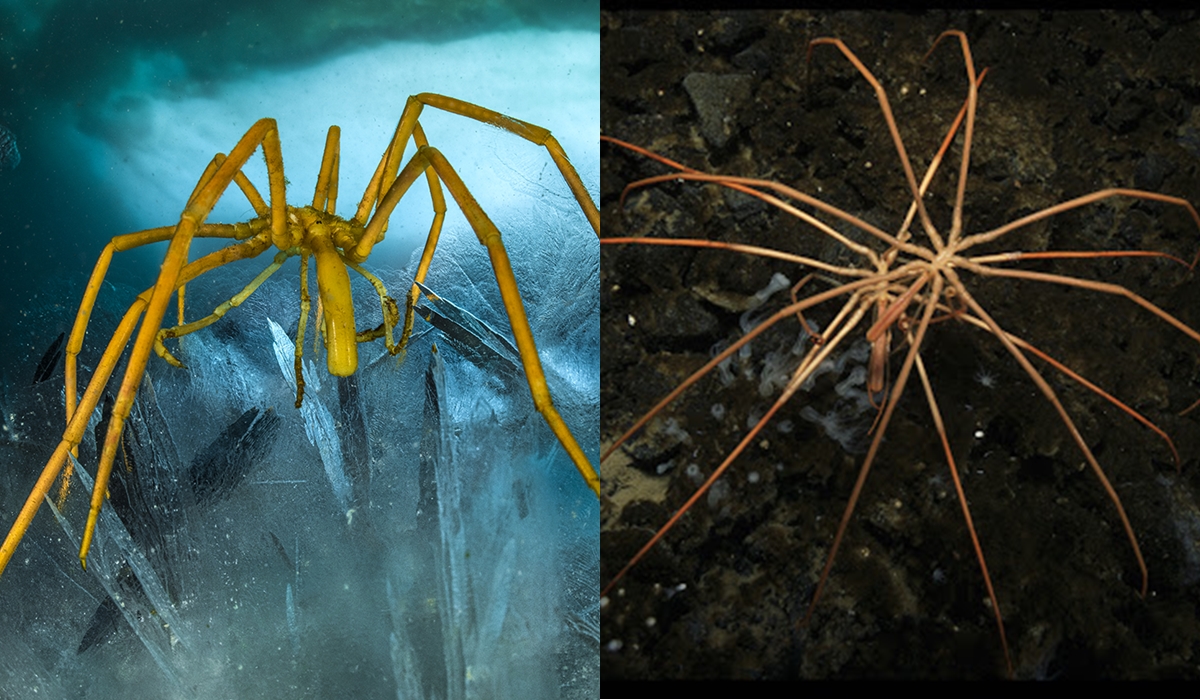 Bí mật sinh sản của nhện biển khổng lồ cuối cùng cũng được tiết lộ sau 140 năm
