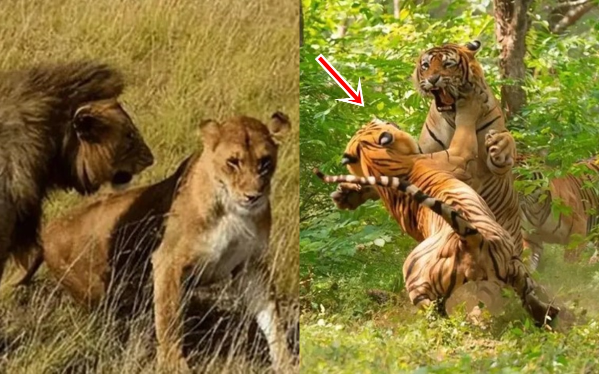 Tại sao Sư Tử và Hổ lại chỉ giao phối trong 30 giây? Lý do liên quan đến tiến hóa!