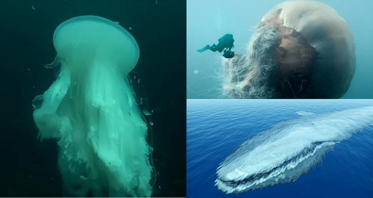 Hé lộ sinh vật dài nhất thế giới, khiến cá voi xanh cũng phải chịu thua, có ngoại hình kỳ dị khó tin