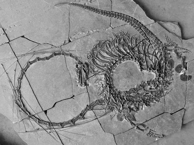 Phát hiện hóa thạch ‘rồng’ 240 triệu năm tuổi tuyệt đẹp ở Trung Quốc, chỉ riêng phần cổ đã dài 2,3m