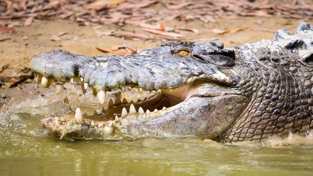 crocodile-1709201726.jpg