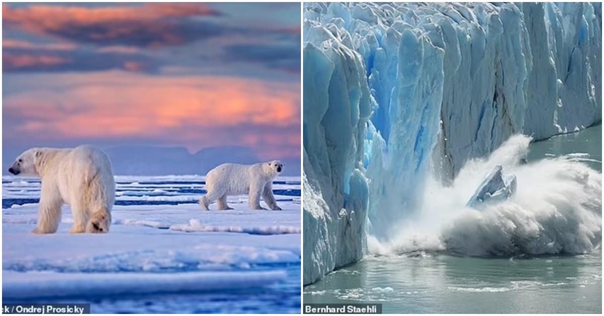Bắc Cực có thể gần như không còn băng sau 10 năm tới, Trái Đất sẽ hứng chịu những đợt nắng nóng tàn phá