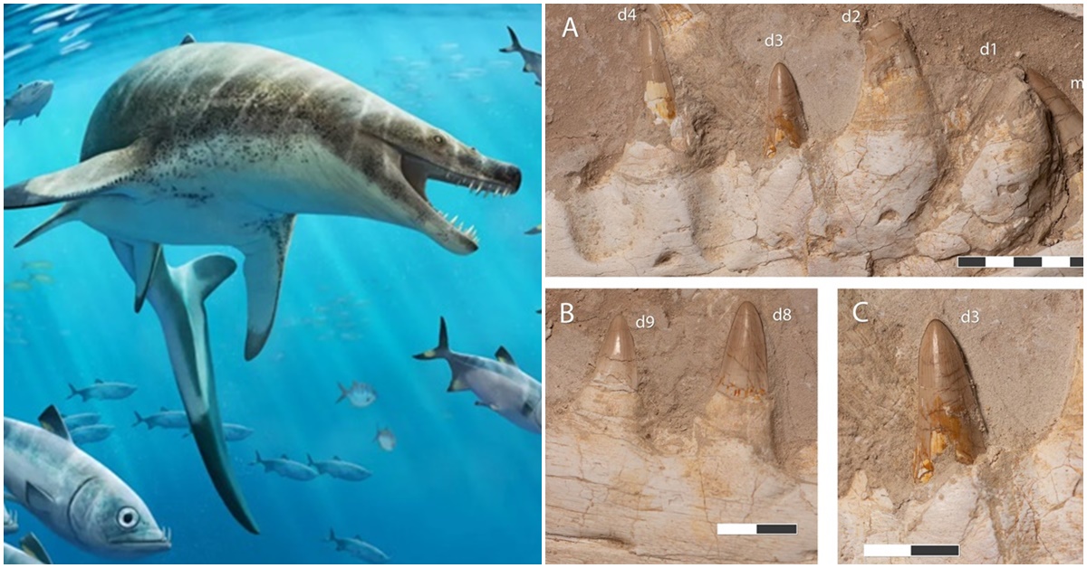 Phát hiện ‘quái vật’ biển thời khủng long chưa từng thấy với hàm răng khổng lồ hình dao găm