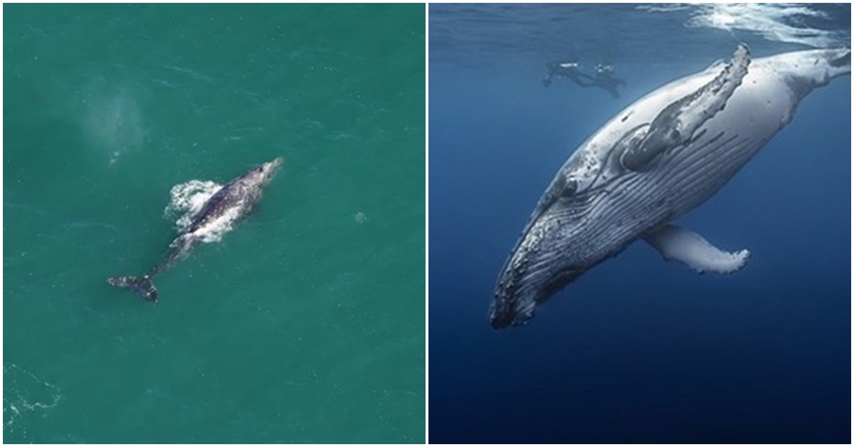 Loài cá voi xám được cho là đã tuyệt chủng 200 năm hồi sinh diệu kì: Dài 15m, nặng hơn 40 tấn