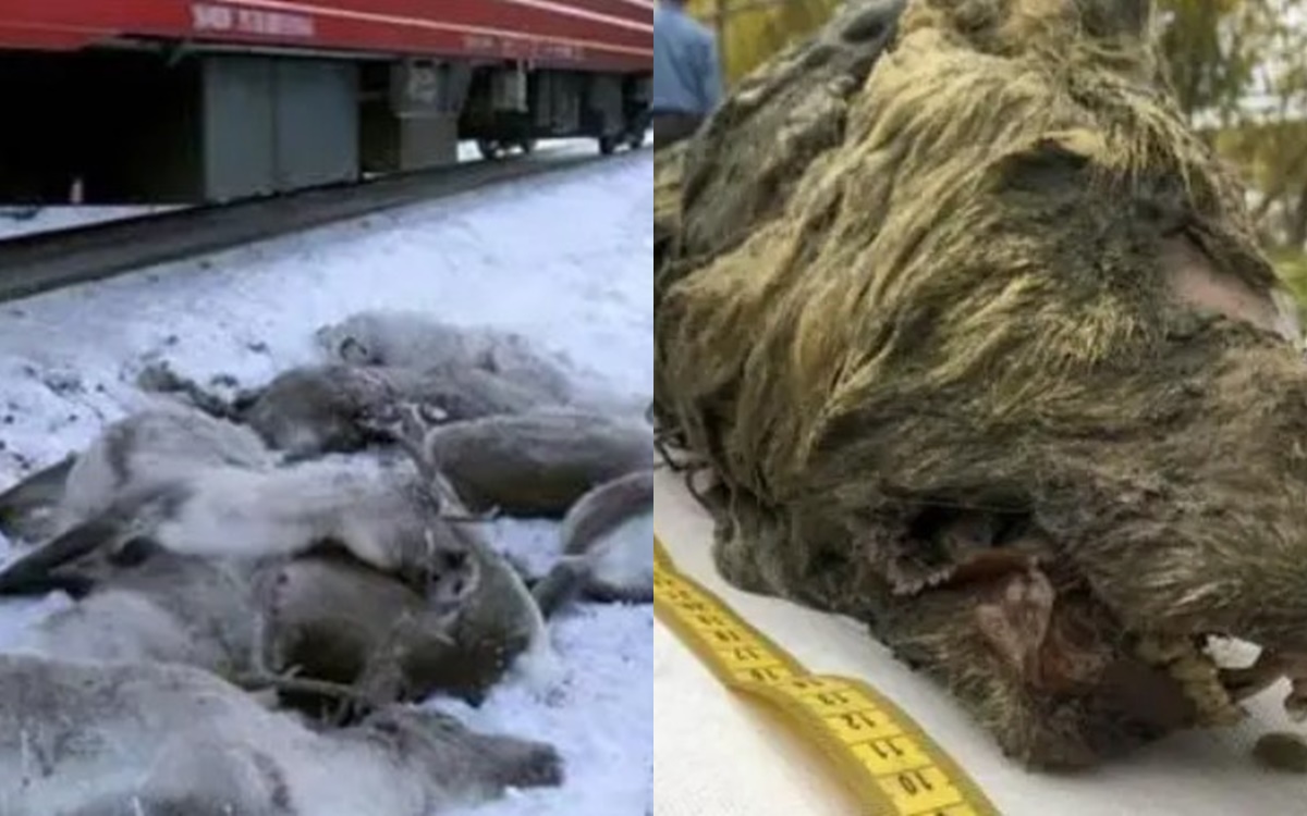 Bắc cực tiếp tục sốt, hài cốt động vật tiền sử tiếp tục được phát hiện, ẩn giấu nguy hiểm khủng khiếp!