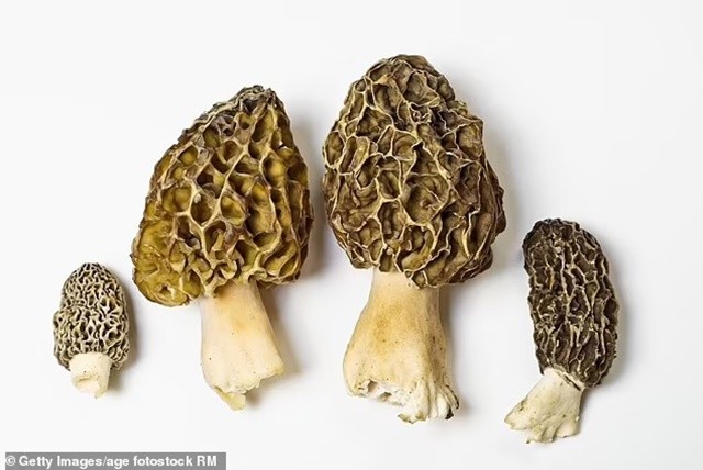 82605627-13210479-undercooked-morel-mushrooms-were-linked-to-an-outbreak-of-severe-a-158-1710793655634-11zon-1710833349.jpg