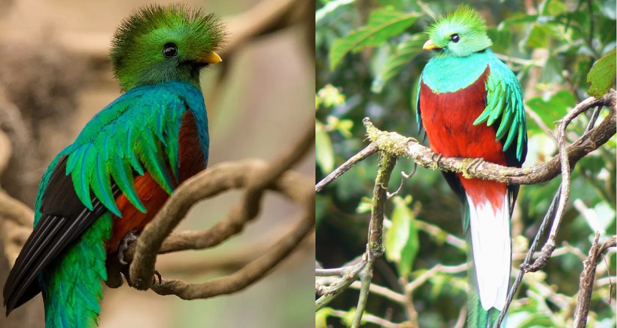 Loài chim quý sở hữu vẻ đẹp ấn tượng, không thể bị bắt nhốt vì một đặc điểm cao quý