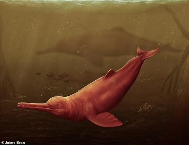 Kinh ngạc hóa thạch của loài cá heo lớn nhất thế giới niên đại 16 triệu năm chưa từng phát hiện trước đây