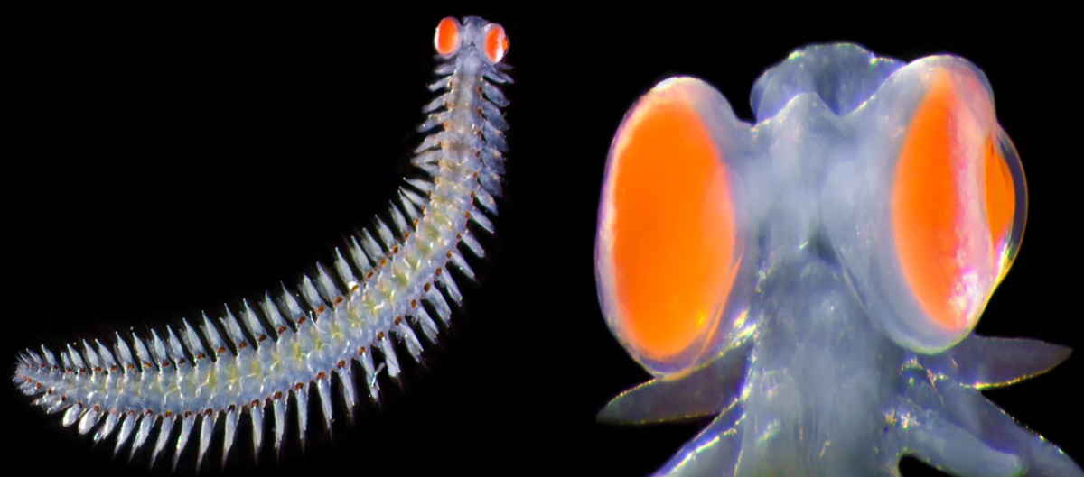 Loài giun biển kỳ lạ có đôi mắt nặng gấp 20 lần trọng lượng cơ thể, có thể làm thiết bị liên lạc