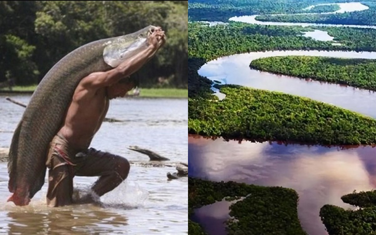 Sông Amazon có gì đáng sợ đến thế? Đọc xong  mới hiểu chẳng trách chẳng có ai dám bước xuống!