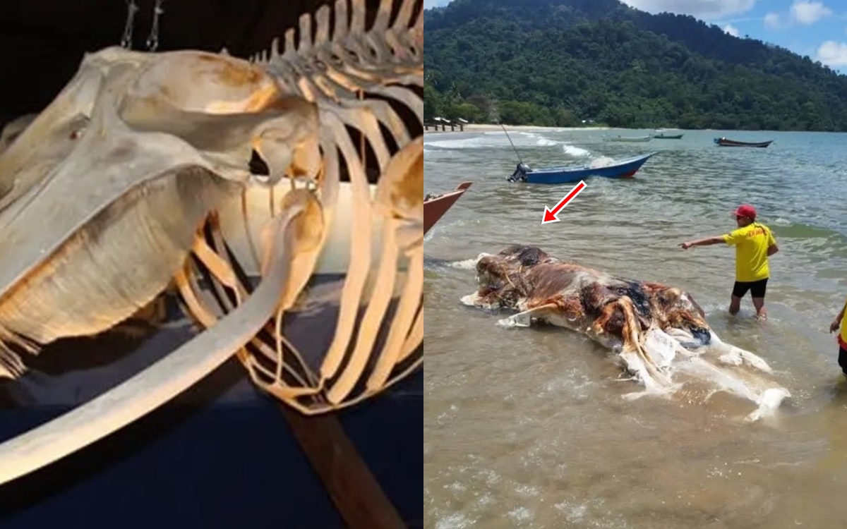 Bí ẩn xác sinh vật xuất hiện Malaysia: Bị đồn đoán là hài cốt của nàng tiên cá