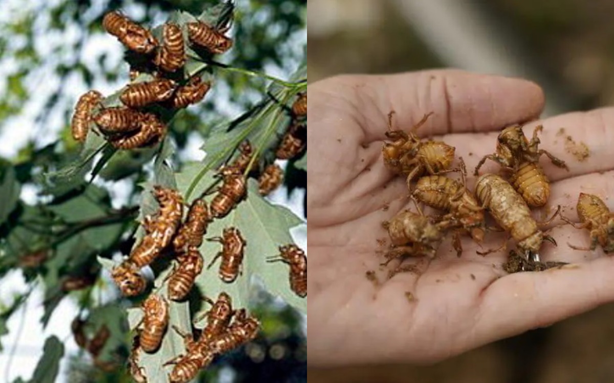 Nước Mỹ sẽ đối mặt với ‘thảm họa’ lớn nhất trong 221 năm: Do 1 loại côn trùng giao phối gây nên!