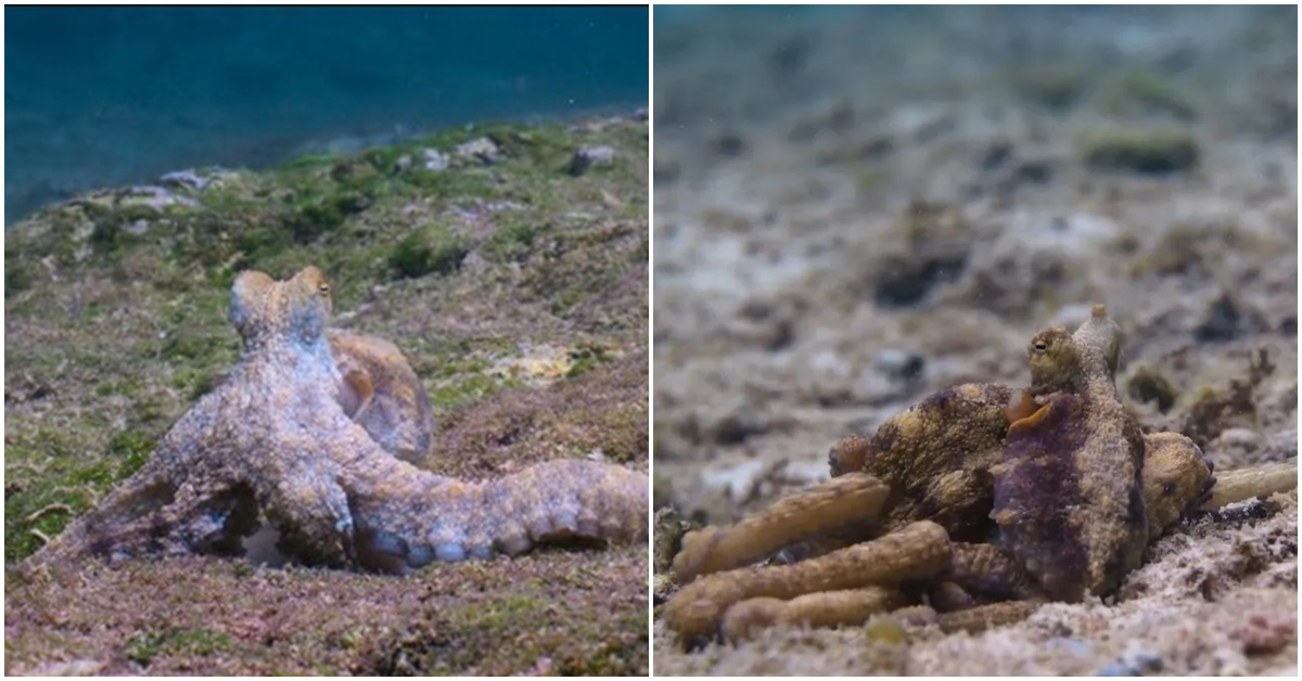 Cảnh hiếm hoi bạch tuộc giao phối bất thường gây bất ngờ cho giới khoa học