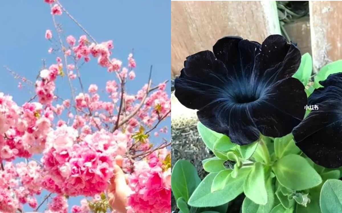 Tại sao hiếm có loại hoa nào có màu đen: Thế giới chỉ có 8 loại!