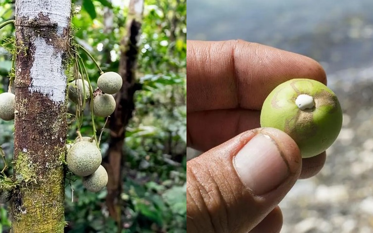 Cây nguy hiểm nhất thế giới không thể chạm vào, chặt hay đốt: Các chuyên gia gãi đầu khi nhìn thấy nó!