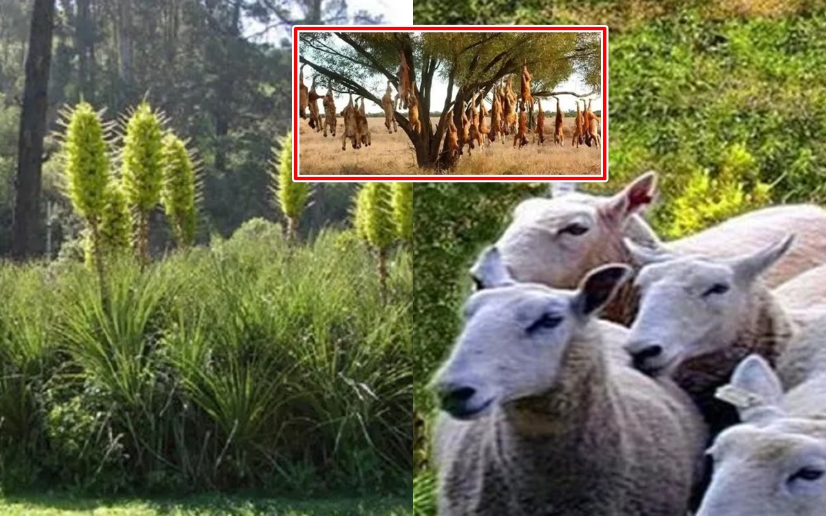 Loài cây ‘ăn thịt cừu’ tự bốc cháy khi nhiệt độ lên tới 40 độ, đàn cừu đến gần đồng nghĩa với cái chết!