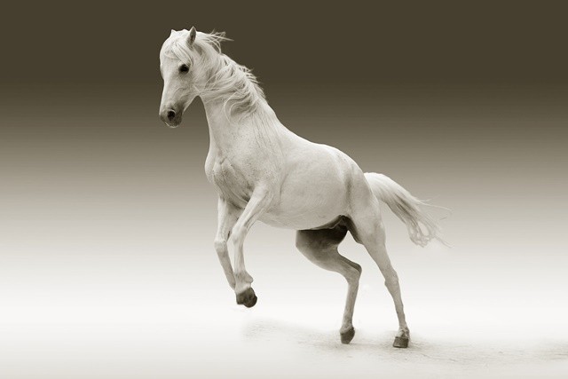 horse-561221-1280-1714368344.jpg