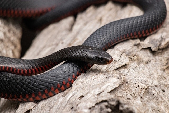 red-bellied-black-snake-6749361-1280-1714368344.jpg