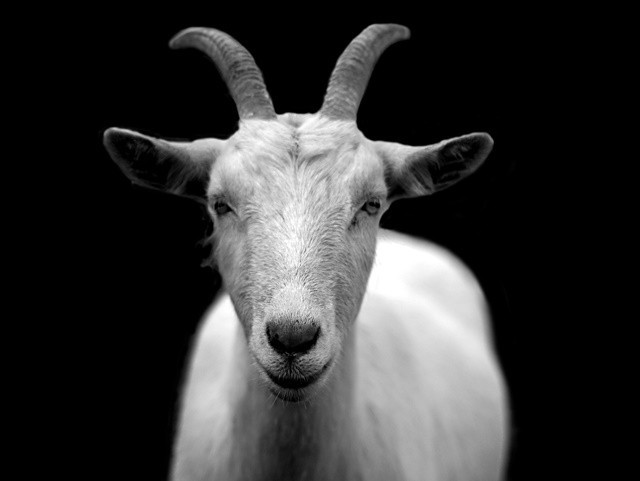 goat-50290-1280-1714989883.jpg