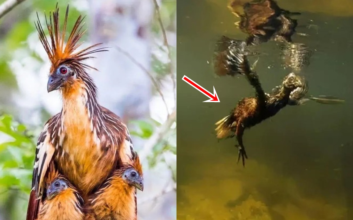 Loài chim độc nhất trong rừng Amazon: Trèo cây bằng cánh, tẩu thoát bằng khả năng lặn ‘thần sầu’!
