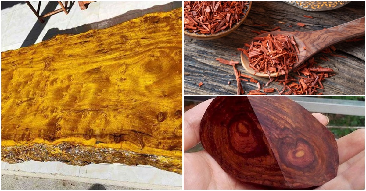 4 loại gỗ quý hiếm và đắt đỏ bậc nhất, riêng loại gỗ cuối từng có thể bị kết án tử nếu sử dụng