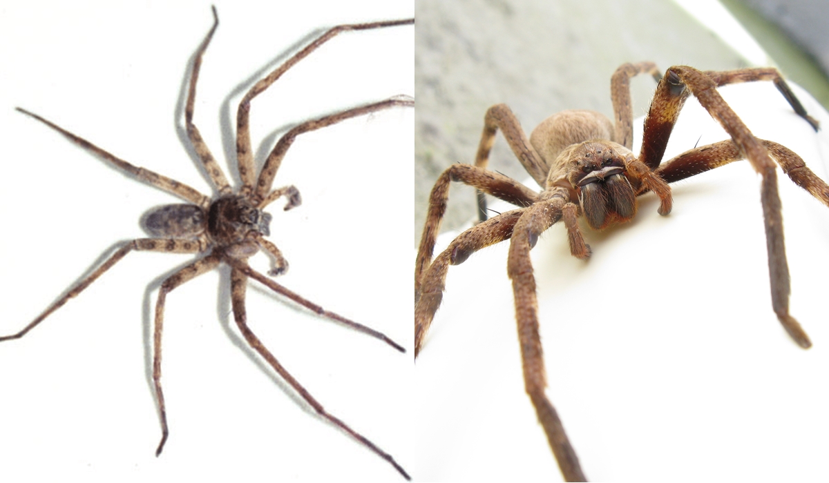 Khám phá loài nhện lớn nhất thế giới: Săn mồi tuyệt đỉnh, chân sải dài như con cua