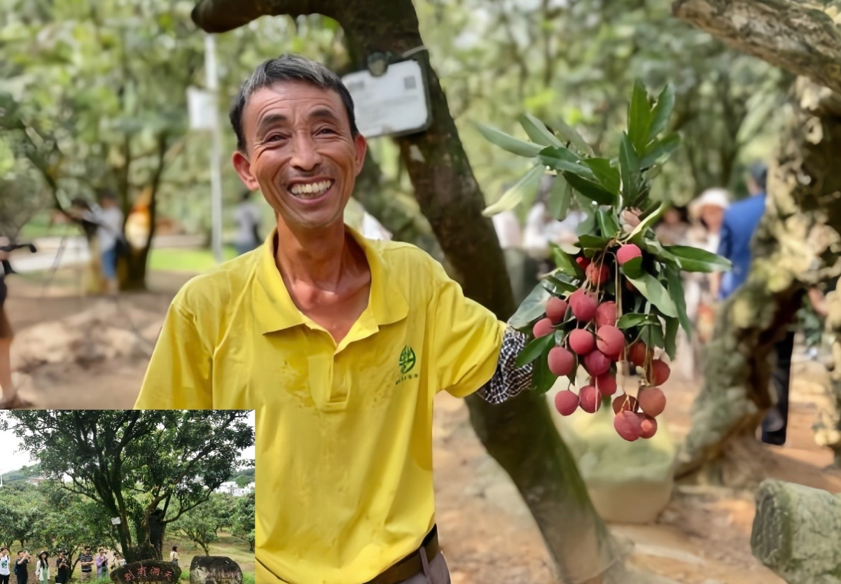 Du khách trầm trồ khi thấy cây vải cổ hơn 1000 tuổi: Cao hơn 13m, được bảo vệ vô cùng nghiêm ngặt