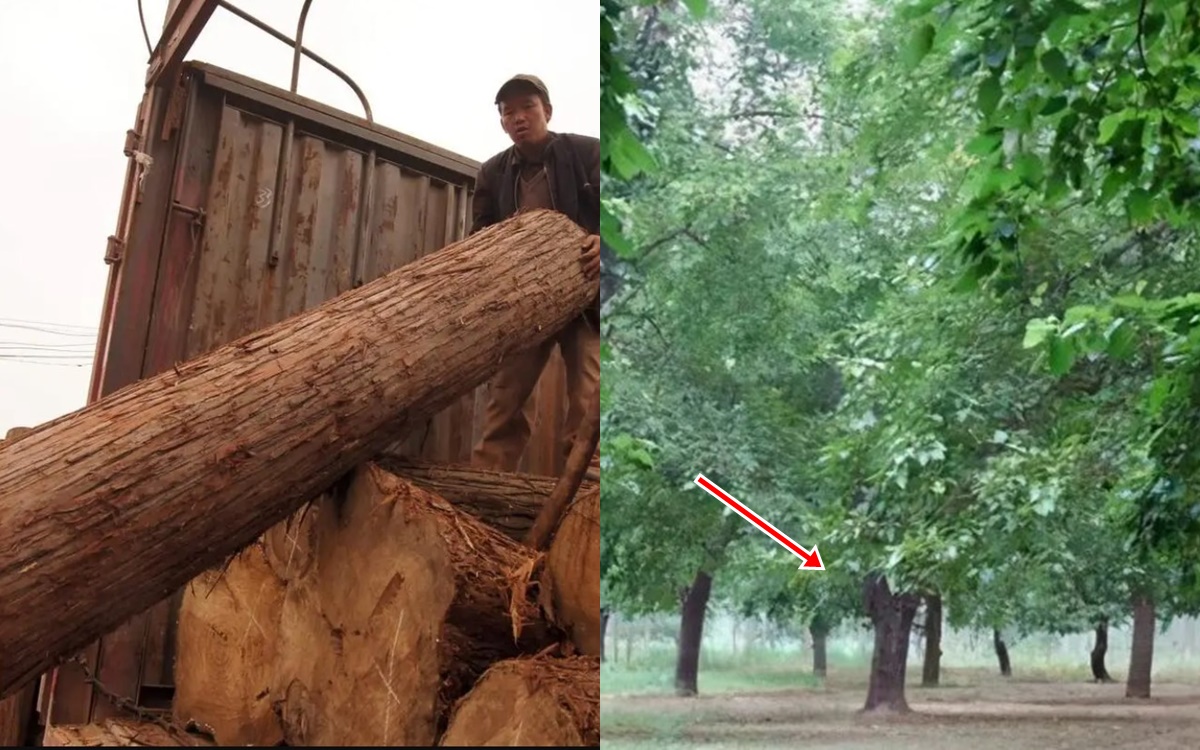 Một loại gỗ vùng nông thôn được gọi là ‘Gỗ Hoàng đế’, đắt hơn vàng: Nhiều người không biết đã dùng nó làm củi!