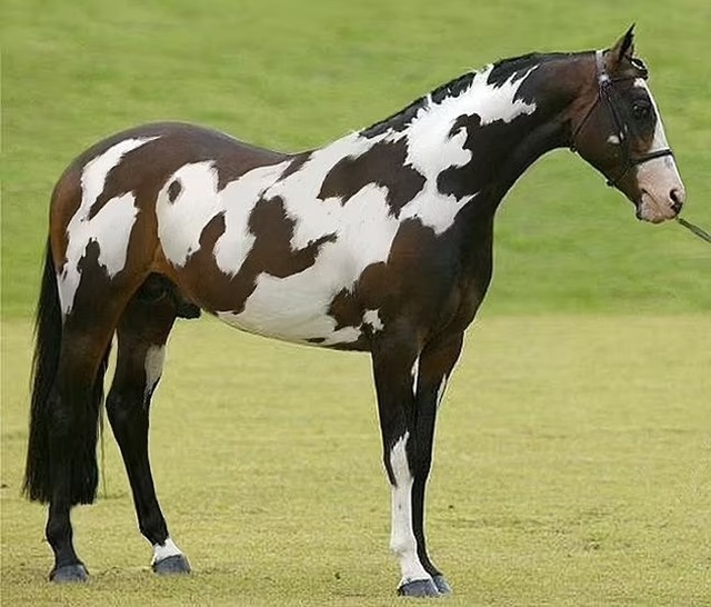 Chỉ những người có chỉ số IQ cao mới có thể tìm ra con ngựa thứ 2 ở bức hình này trong 10 giây