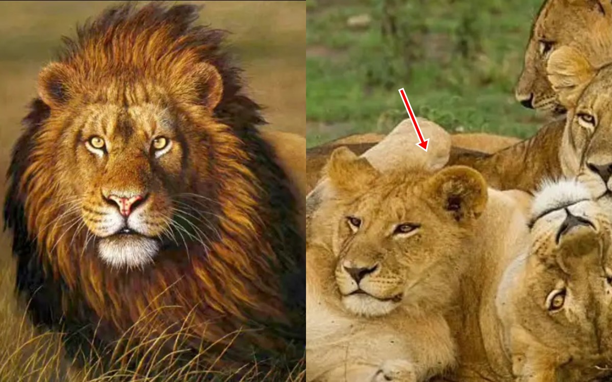 Sung sướng như sư tử đực: Không đi săn mà  để con cái \'ra mặt\', lý do là vì đặc điểm này trên cơ thể!