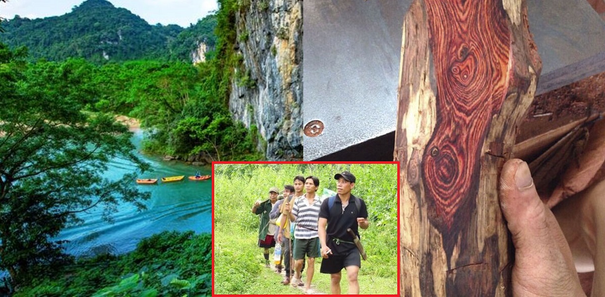 Rừng gỗ sưa trăm tỷ do một tộc người bí ẩn của Việt Nam sở hữu, \'sưa tặc\' khó lòng đụng đến được