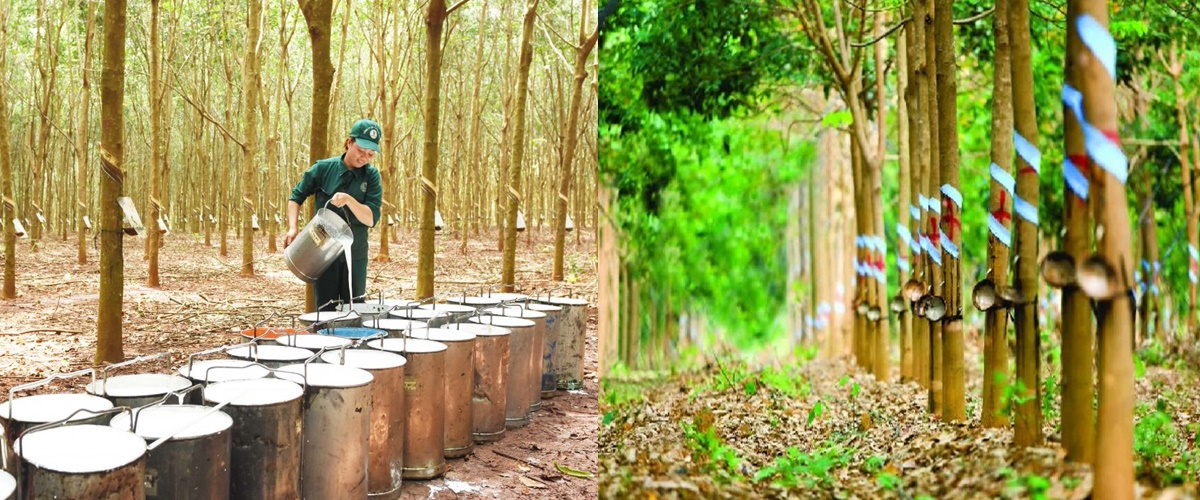 Mặt hàng Việt Nam xuất khẩu đứng thứ 3 thế giới, được mệnh danh là ‘vàng nhựa’ trị giá nghìn tỷ