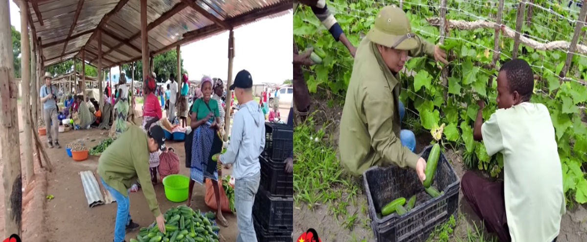 Loại quả ngắn ngày của Việt Nam cho năng suất cao, liên tục cháy hàng khi rao bán tại châu Phi