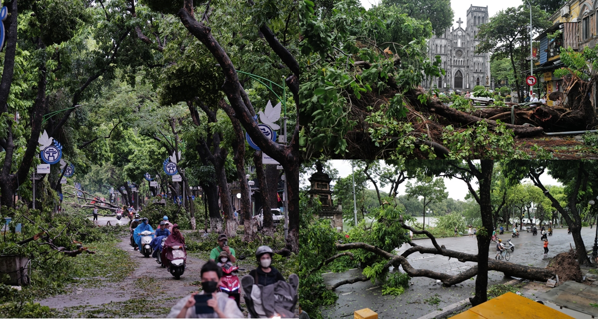 Khu du lịch Tràng An, Bái Đính và Tam Chúc muốn mua lại, tái sinh cây xanh bị gãy đổ vì bão Yagi