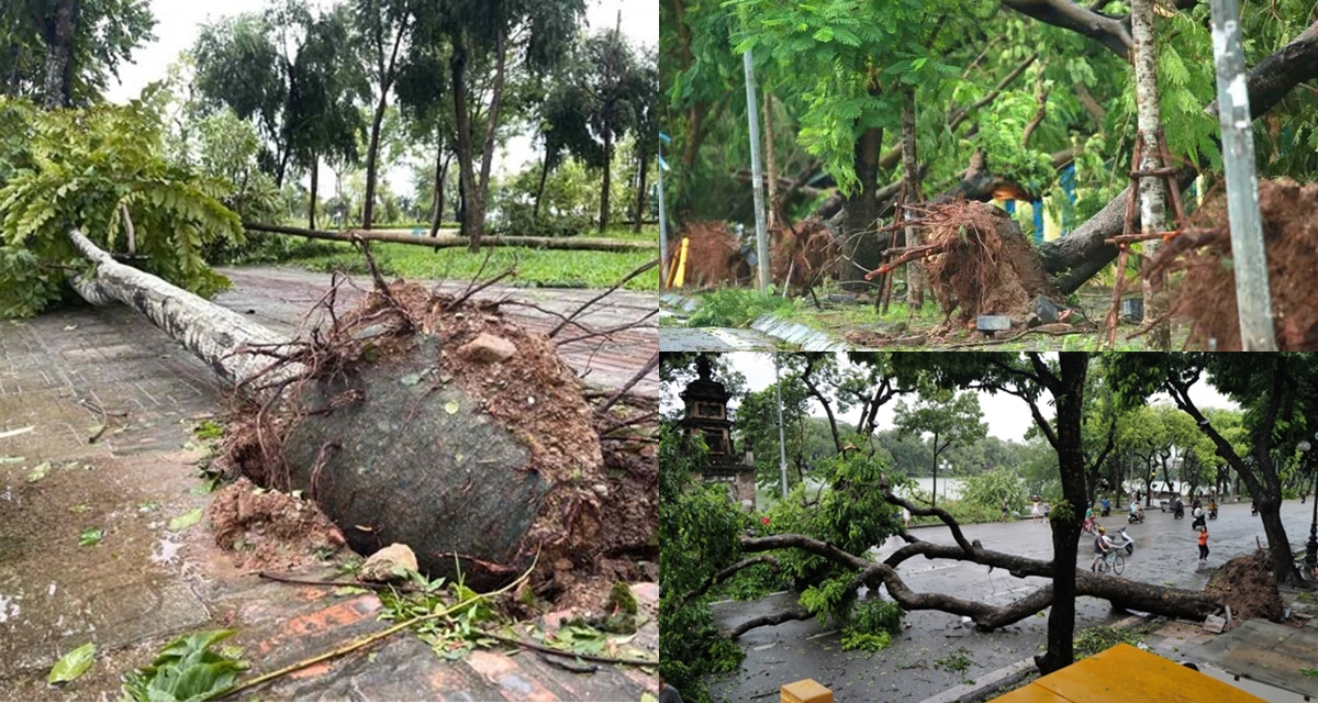 Lý do hơn 17.000 cây xanh ở Hà Nội dễ gãy đổ vì bão Yagi, vì sao nhiều cây vẫn giữ nguyên bọc bầu?