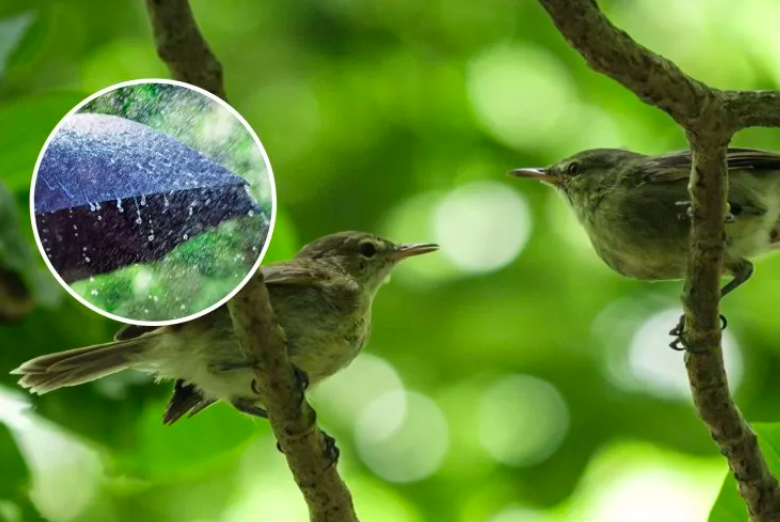 Hiện tượng lạ trong thiên nhiên: Cặp chim non ‘ly hôn’ chỉ vì mưa quá nhiều