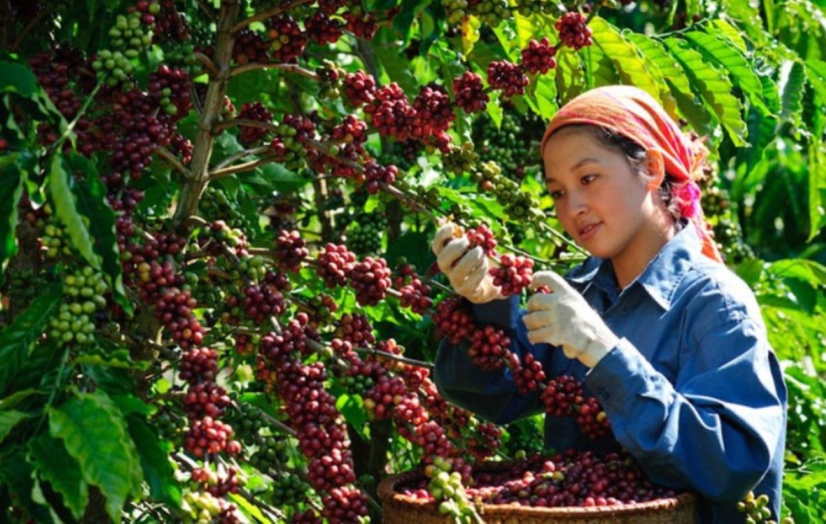 Giá cà phê hôm nay 7/3: Bắt đầu giảm sau chuỗi ngày tăng vùn vụt, tỉnh có giá thấp nhất là bao nhiêu?