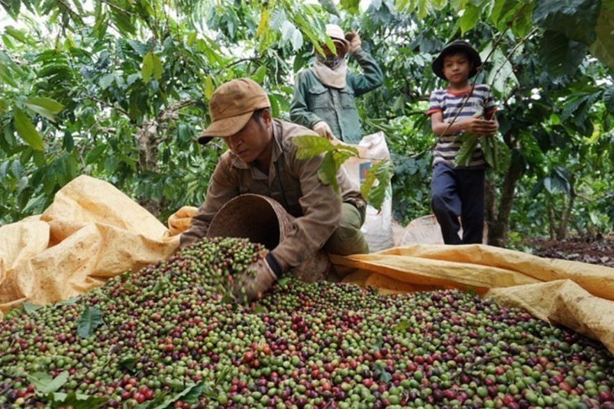 Giá cà phê hôm nay 18/3: Tăng đột ngột, cảnh báo áp lực về các đợt điều chỉnh giá trong tương lai